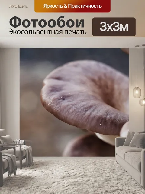 Фотообои Вешенки