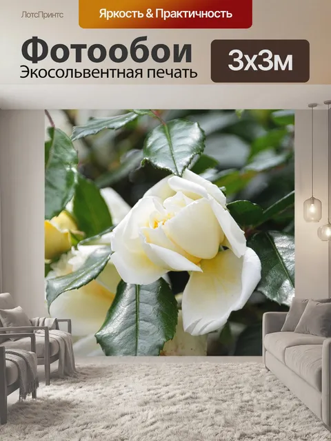 Фотообои белая роза