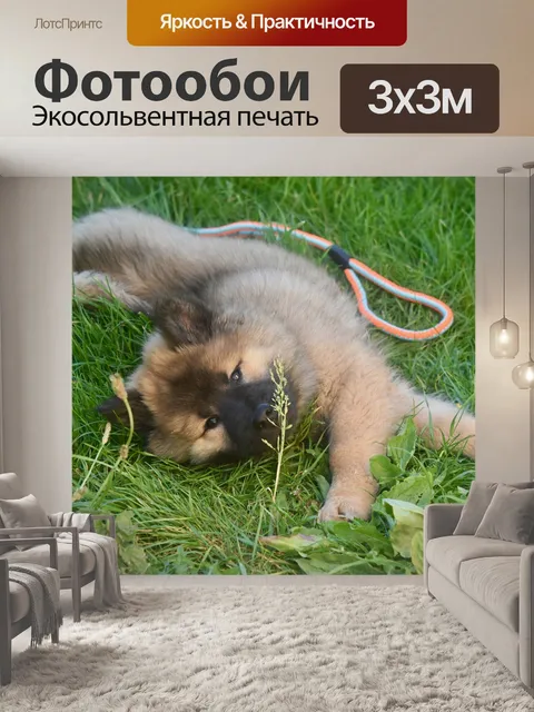 Фотообои Собака
