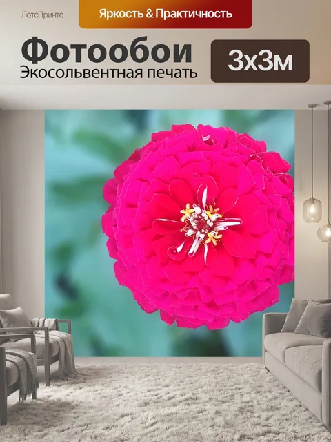 Фотообои Хризантема