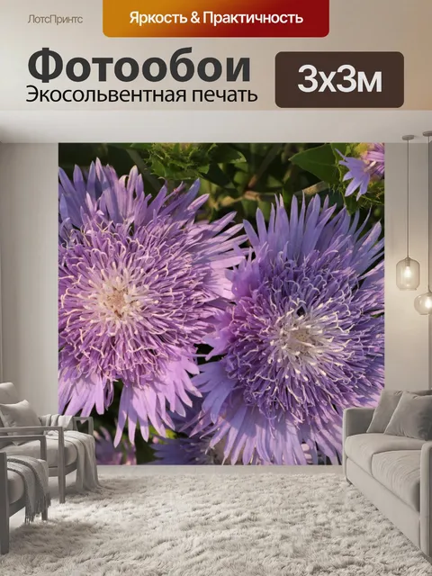 Фотообои Два фиолетовых цветка астры крупным план