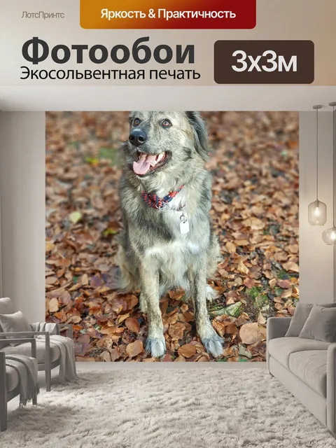 Фотообои Собака