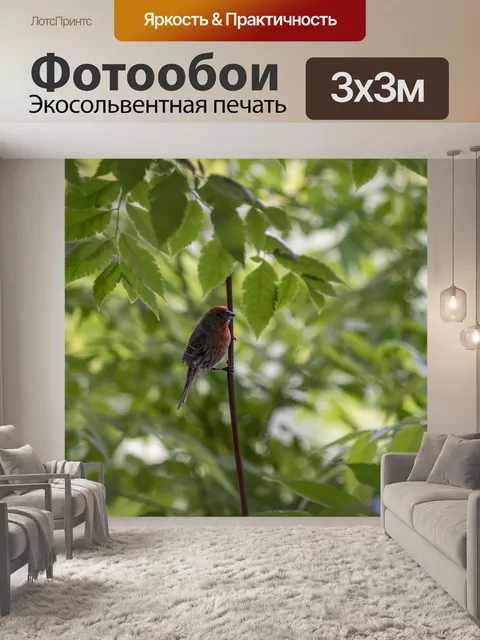 Фотообои Красная птица Птичка