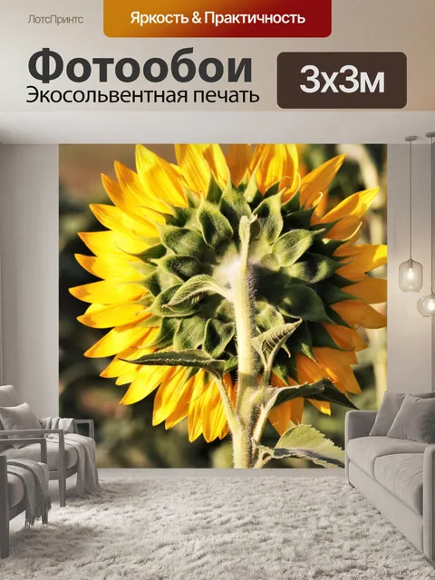 Фотообои За желтым подсолнухом