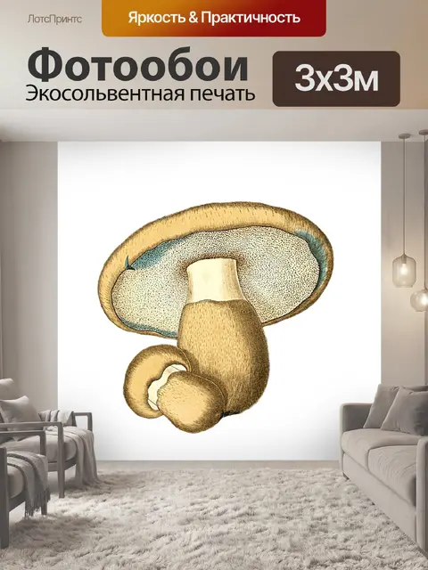 Фотообои Винтаж Клипарт Гриб Чемпион
