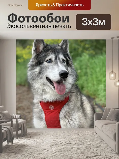 Фотообои Сибирский хаски