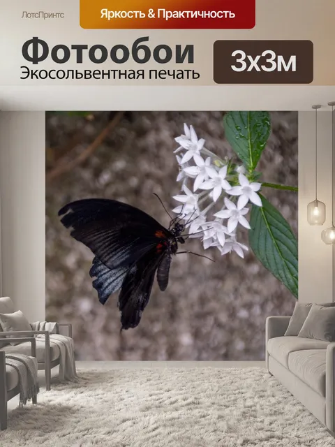 Фотообои Мормонская бабочка