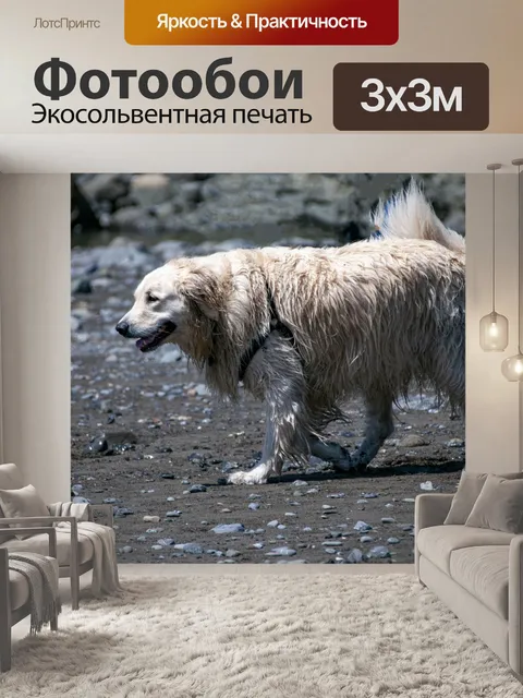 Фотообои собака на пляже