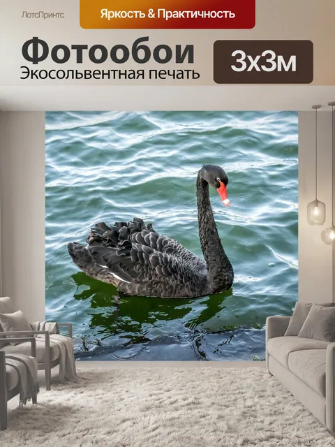 Фотообои Черный лебедь