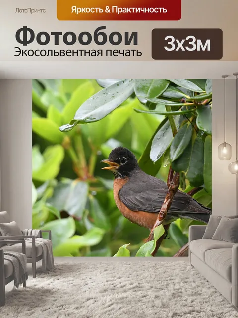 Фотообои Американский малиновка