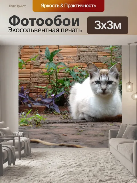 Фотообои Кошки