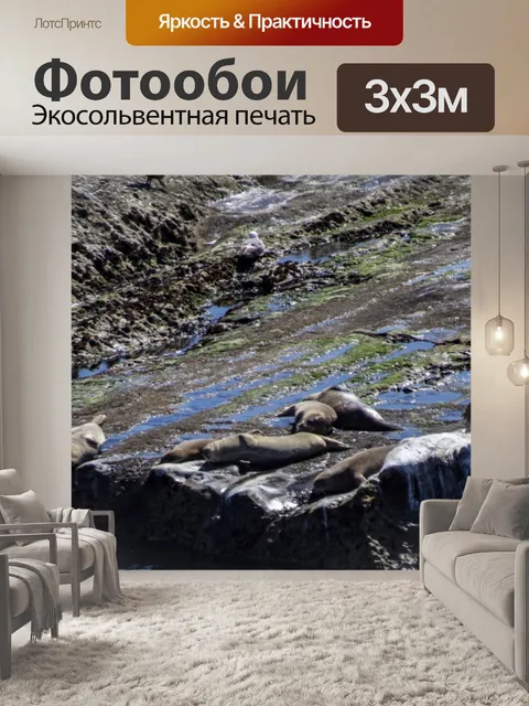 Фотообои Тюлени на скалах