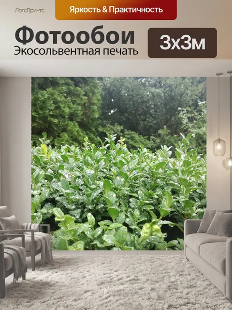Фотообои Зеленый