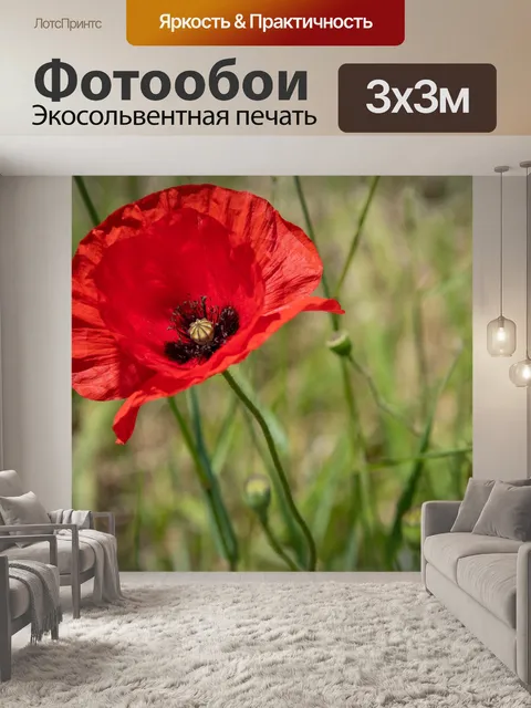 Фотообои Мак, красный цветок