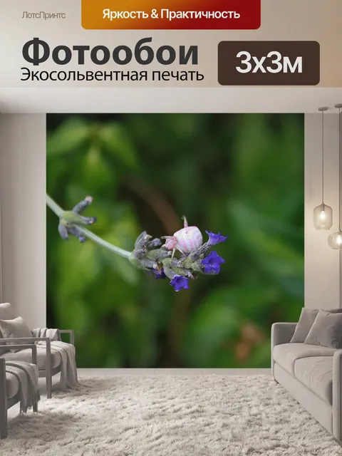 Фотообои розовый и белый краб паук