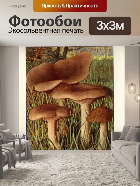Фотообои Грибы век винтаж старый