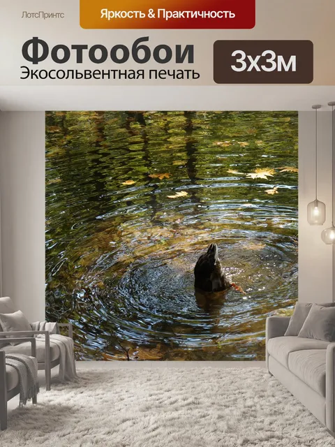 Фотообои Утка