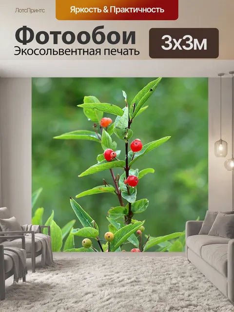 Фотообои Жимолости самые разные