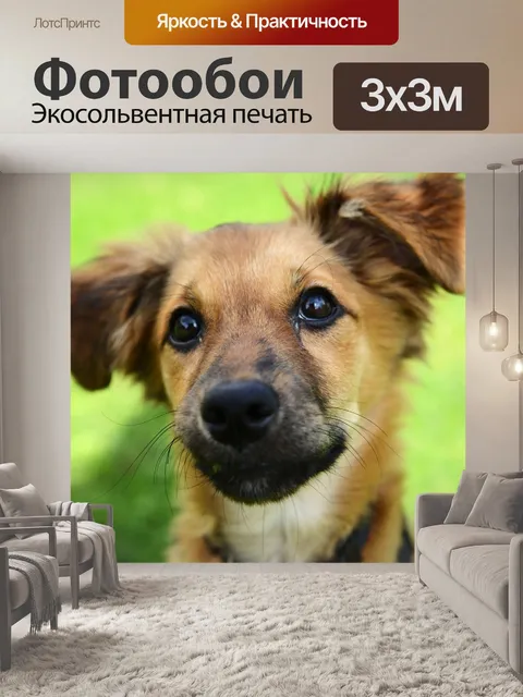 Фотообои Собака