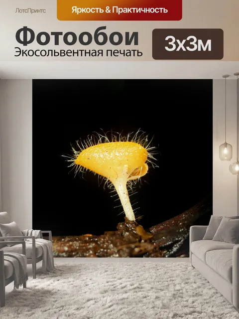 Фотообои грибы, растущие на фоне леса
