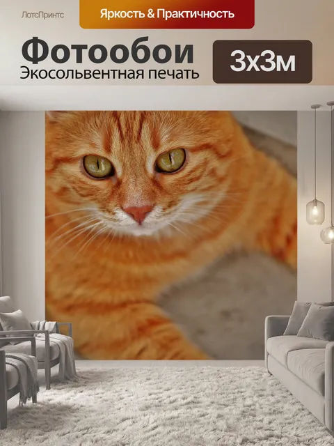 Фотообои Кот