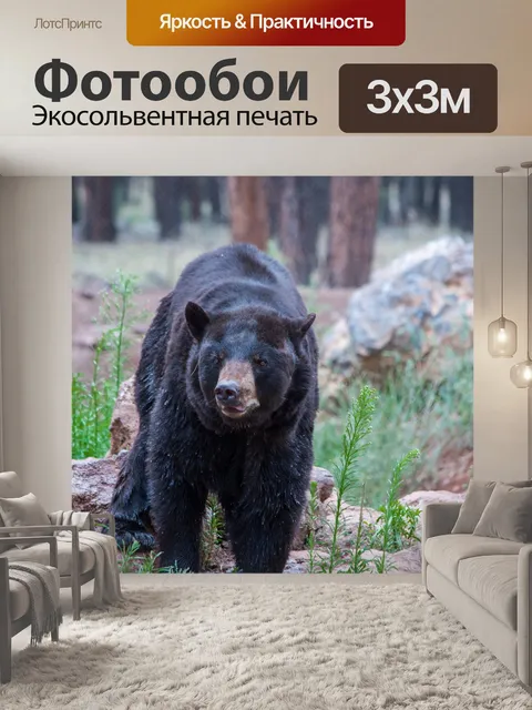 Фотообои Бурый медведь