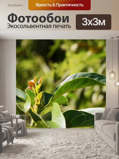Фотообои верхушка авокадо с новыми листьями