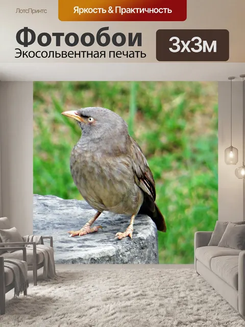 Фотообои Болтун из джунглей