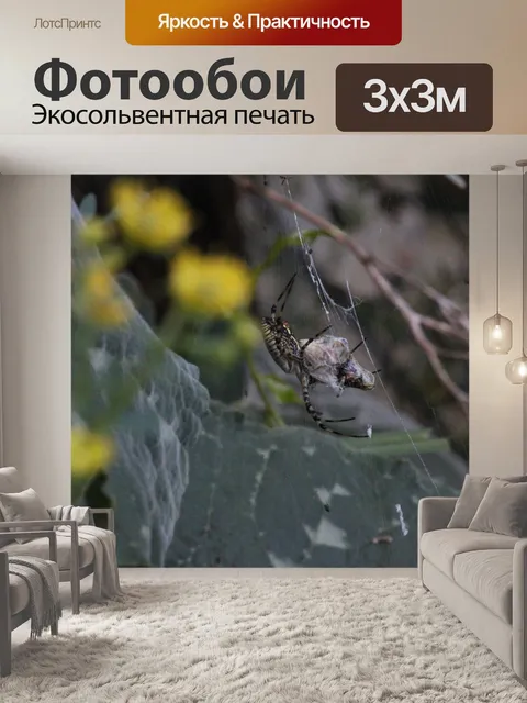 Фотообои Паук