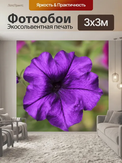 Фотообои Фиолетовый цветок петунии крупным планом