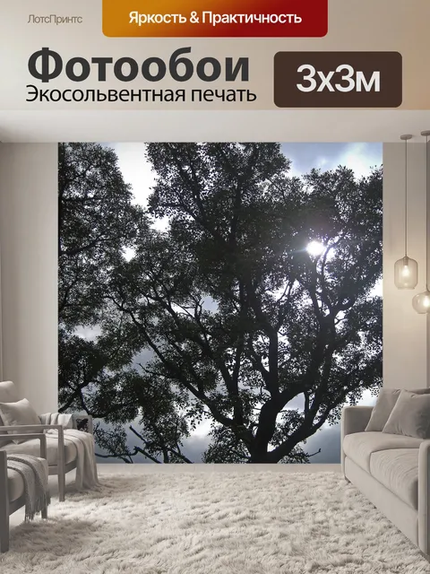 Фотообои сверкающее солнце сквозь ветви
