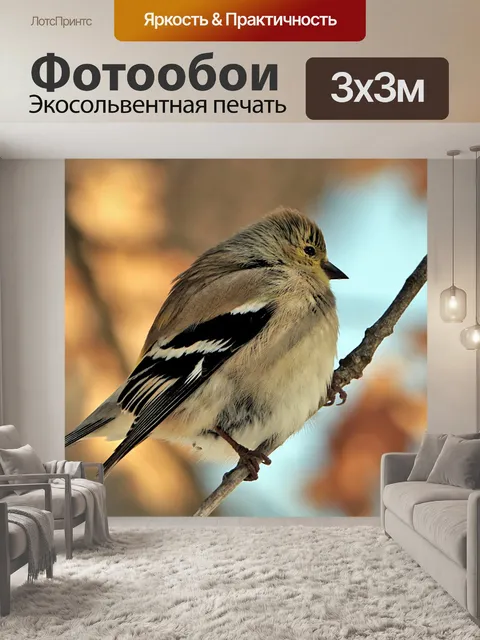 Фотообои Щегол на крупном плане филиала