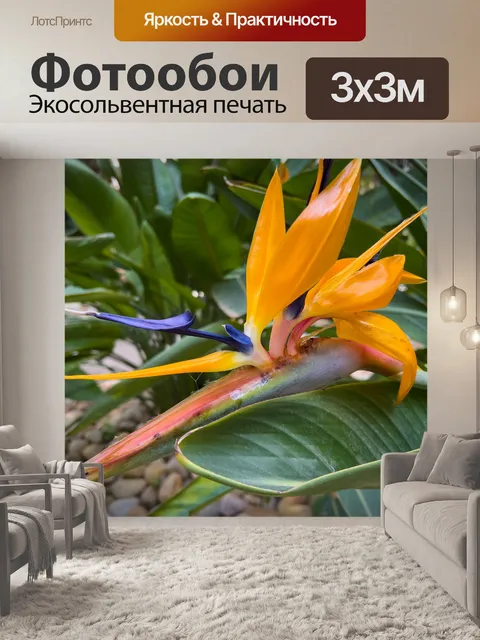 Фотообои Цветок райской птицы