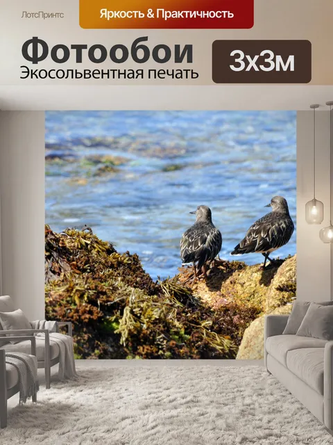 Фотообои Пара серых Кулики