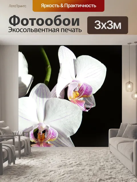 Фотообои Орхидея