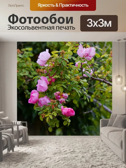 Фотообои Розы на Буша