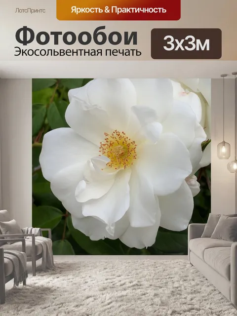 Фотообои белая роза