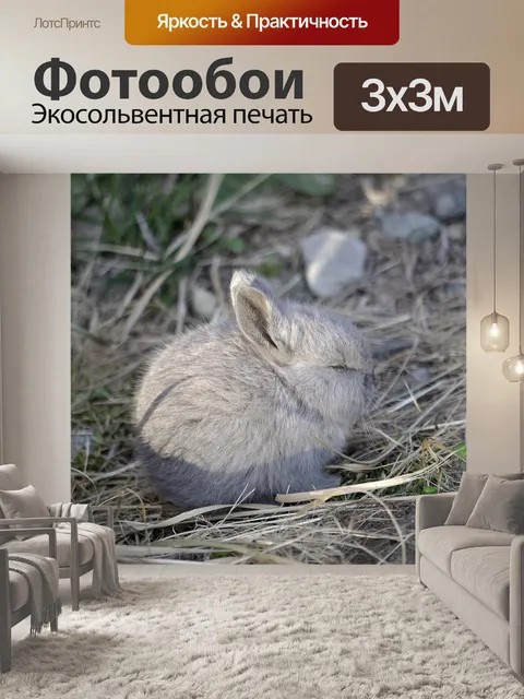 Фотообои Кролик