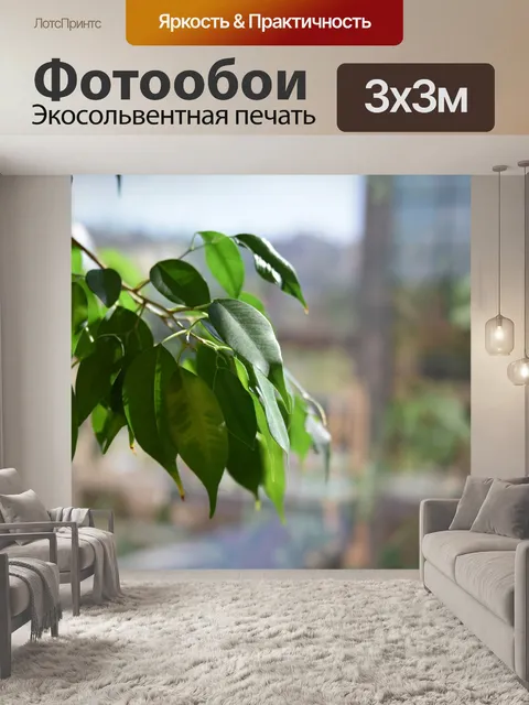Фотообои Фикус в окне