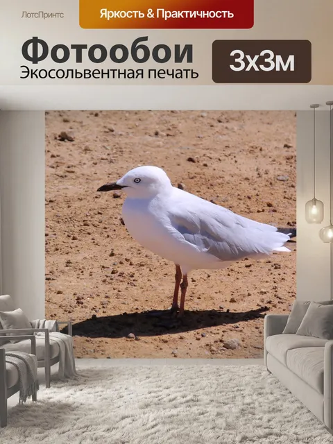 Фотообои Чайка
