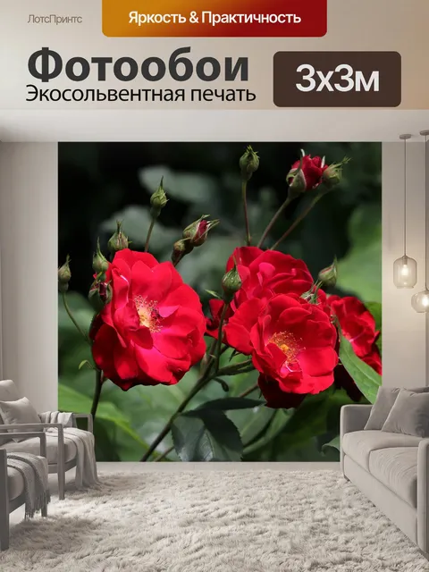 Фотообои Розы