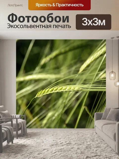 Фотообои Зеленая пшеница, растущая в поле