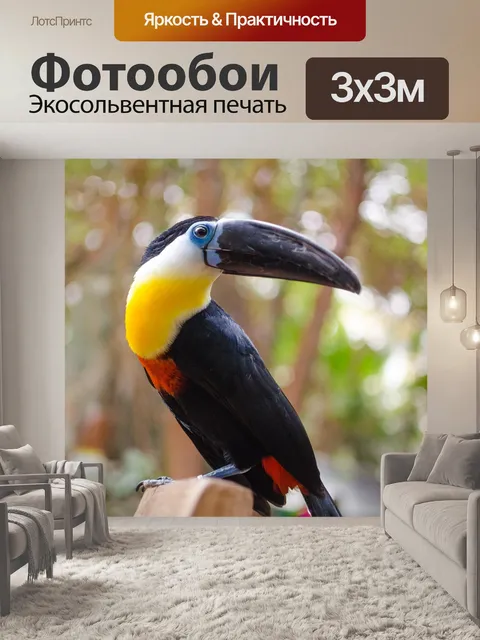 Фотообои Тукан