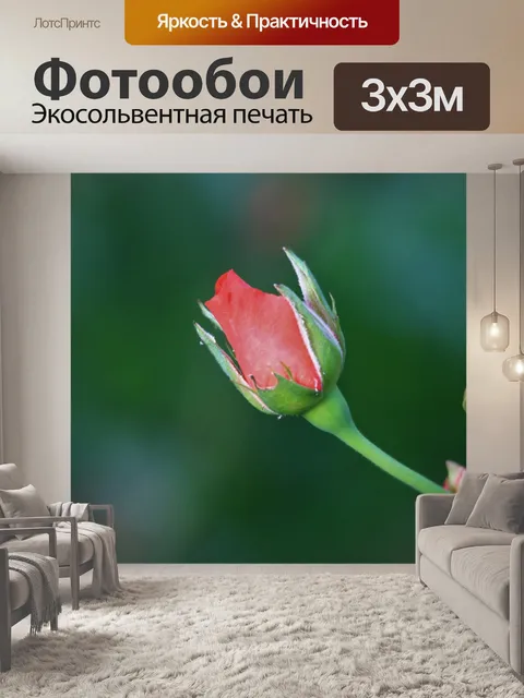 Фотообои розовый бутон розы