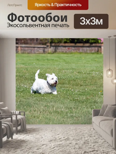 Фотообои Вест-хайленд-уайт-терьер собаки