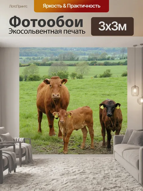 Фотообои Крупный рогатый скот