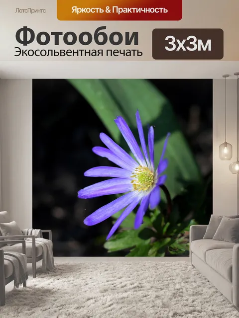 Фотообои Анемона apennina