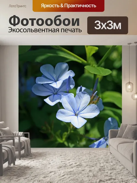 Фотообои Синие Plumbago цветы 3