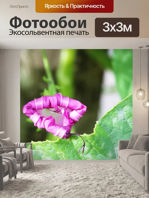 Фотообои раскрытый розовый цветок ипомеи