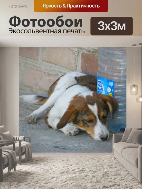 Фотообои Собака